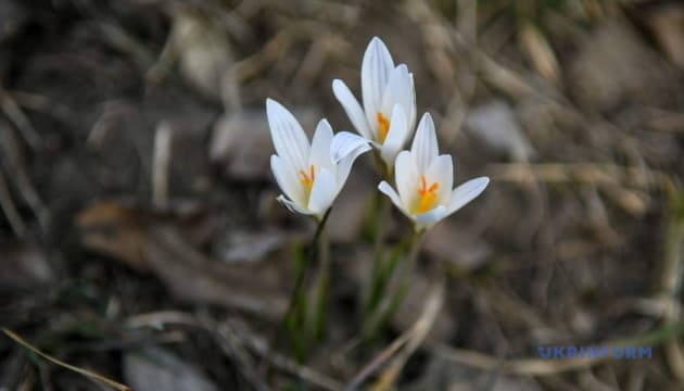 On March 9, temperatures in Ukraine may reach 17°C in some areas, according to meteorologists. The forecast indicates little cloud cover...